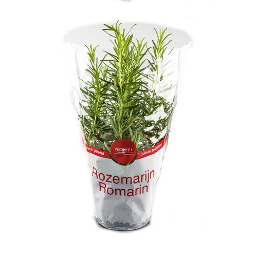 AGF ROZEMARIJN PER POT