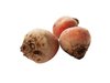 AGF A-C GELE BIET PP/KG