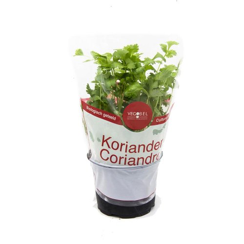 AGF KORIANDER POT