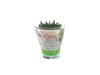 AGF THYM IN POT