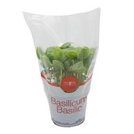 AGF BASILICUM GROTE POT 