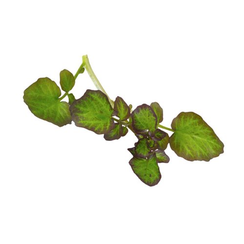 AGF A-C HIPPO TOPS SCHAAL